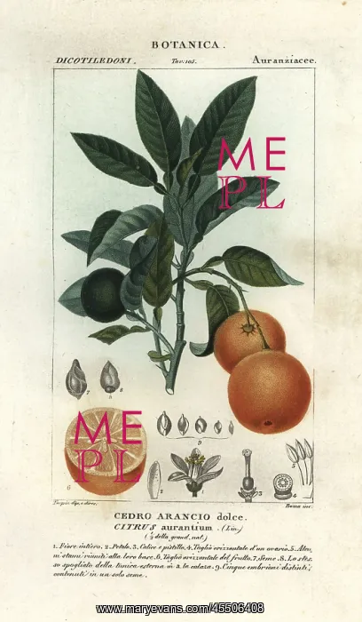 : Seville orange, Citrus aurantium : Seville orange, Citrus aurantium