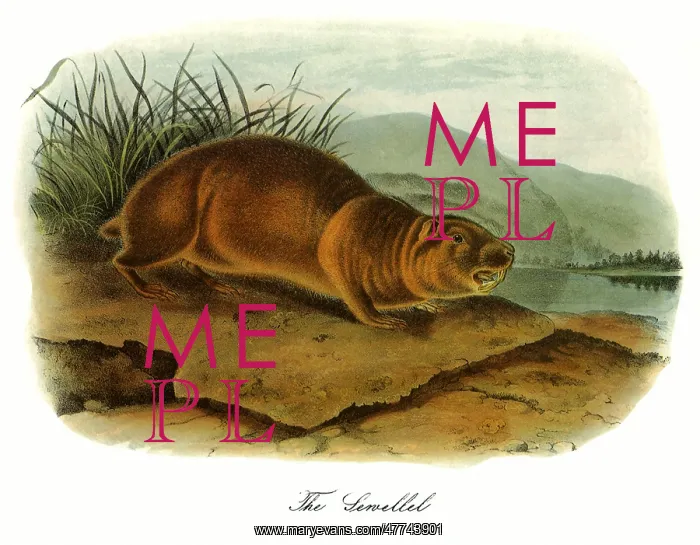  : Sewellel