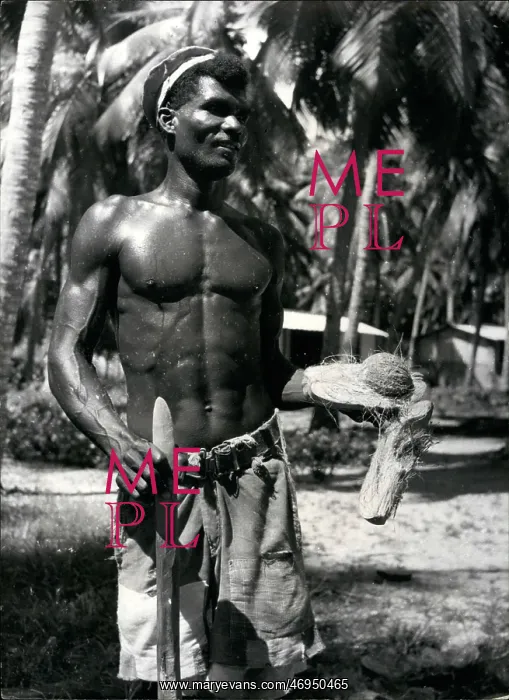 : Seychelles islander splitting coconut husks : Seychelles islander splitting coconut husks