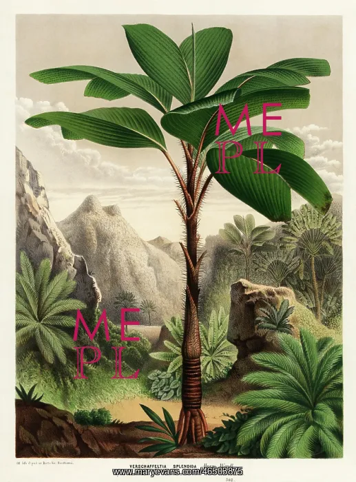 : Seychelles stilt palm, Verschaffeltia splendida : Seychelles stilt palm, Verschaffeltia splendida