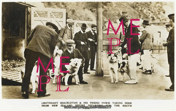 : Shackleton selects dogs in New Zealand : Shackleton selects dogs in New Zealand