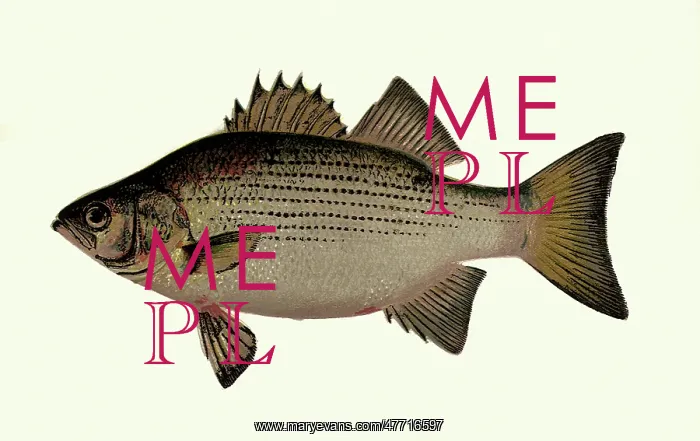  : Shad