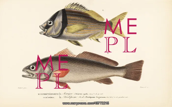 : Shadefish and porkfish : Shadefish and porkfish