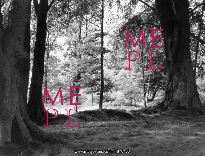 : SHADY GLADE : SHADY GLADE
