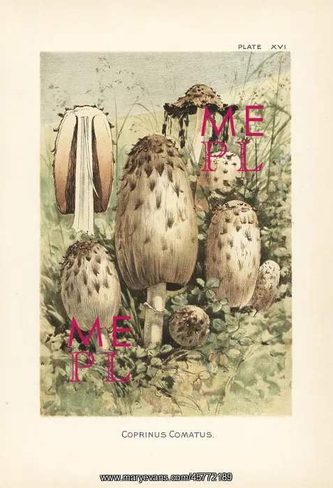 : Shaggy ink cap, Coprinus comatus : Shaggy ink cap, Coprinus comatus