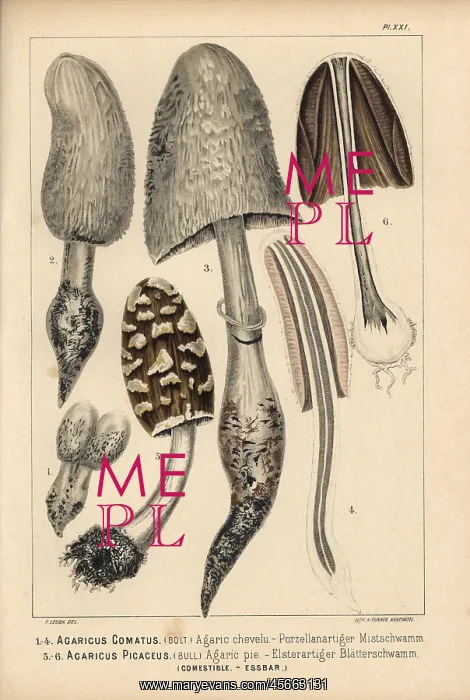 : Shaggy ink cap, Coprinus comatus, and Coprinopsis : Shaggy ink cap, Coprinus comatus, and Coprinopsis