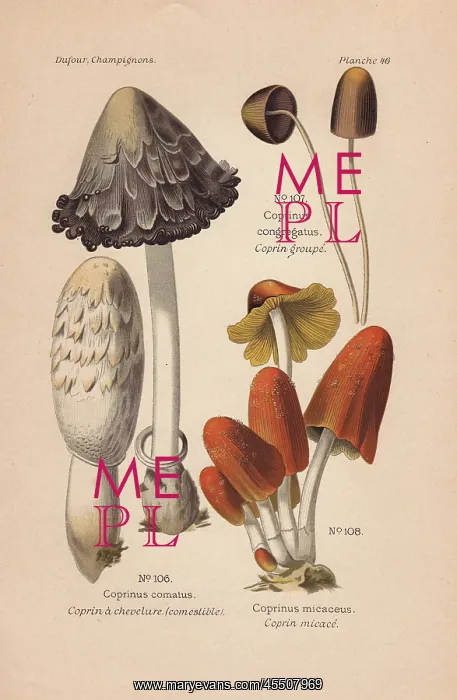 : Shaggy inkcap, Coprinus comatus, and mica cap : Shaggy inkcap, Coprinus comatus, and mica cap