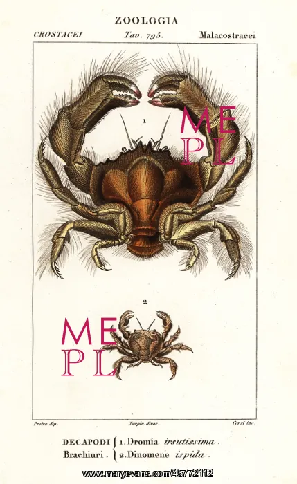 : Shaggy sponge crab and Dynomene hispida : Shaggy sponge crab and Dynomene hispida