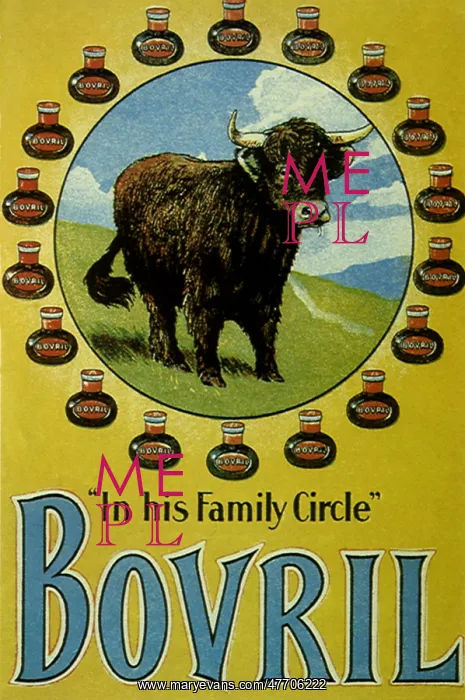  : Shaggy Steer