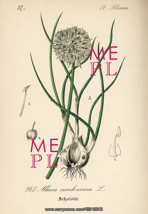 : Shallots, Allium ascalonicum : Shallots, Allium ascalonicum