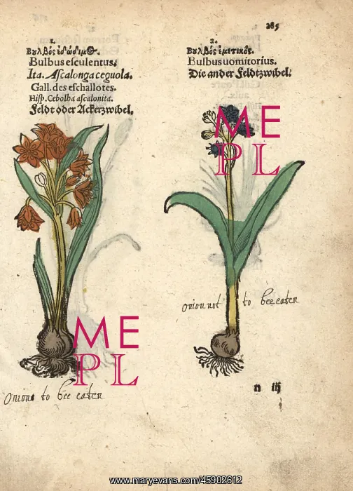 : Shallots, Allium cepa, and grape hyacinth, Muscari racemosum : Shallots, Allium cepa, and grape hyacinth, Muscari racemosum