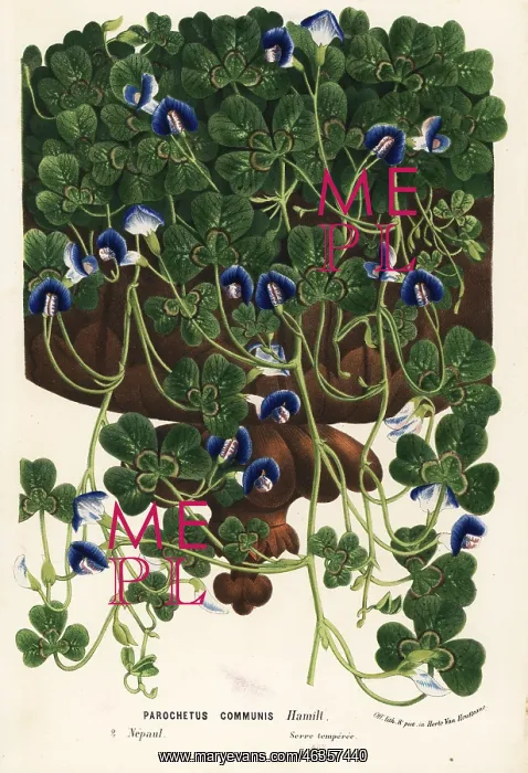 : Shamrock pea or blue oxalis, Parochetus communis : Shamrock pea or blue oxalis, Parochetus communis