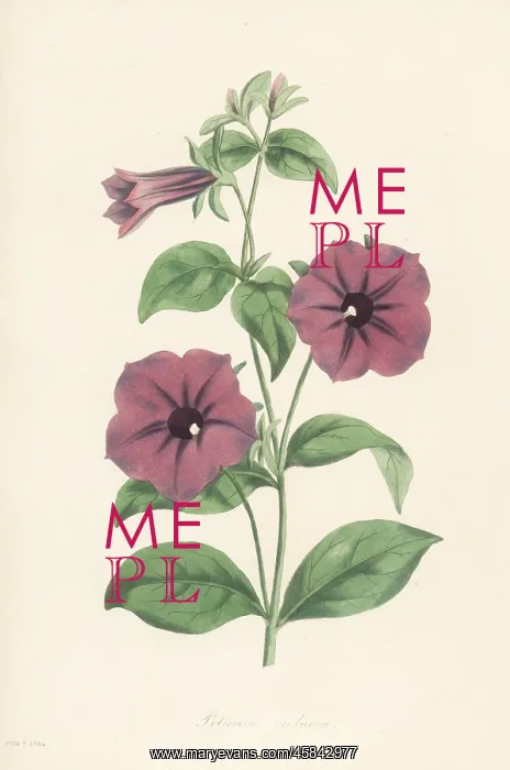 : Shanin, Petunia integrifolia : Shanin, Petunia integrifolia