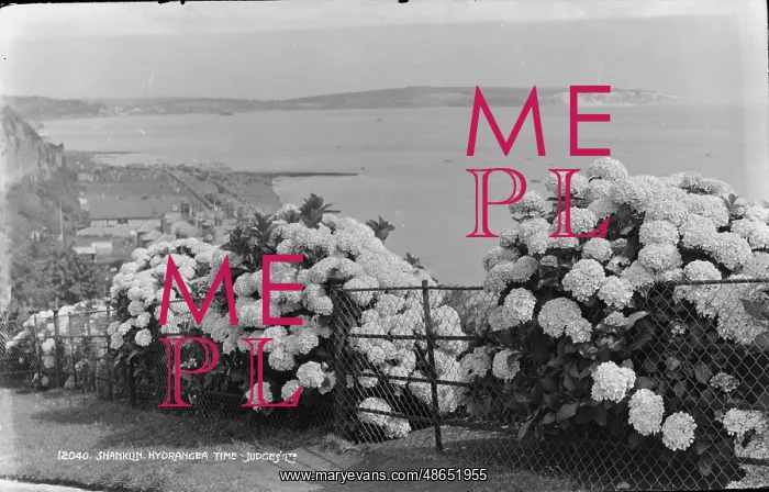 : Shanklin Hydrangeas by the Sea : Shanklin Hydrangeas by the Sea