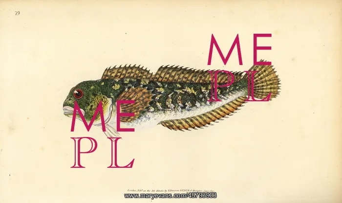 : Shanny, Lipophrys pholis : Shanny, Lipophrys pholis