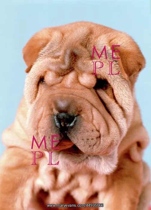  : Shar-Pei Puppy Dog