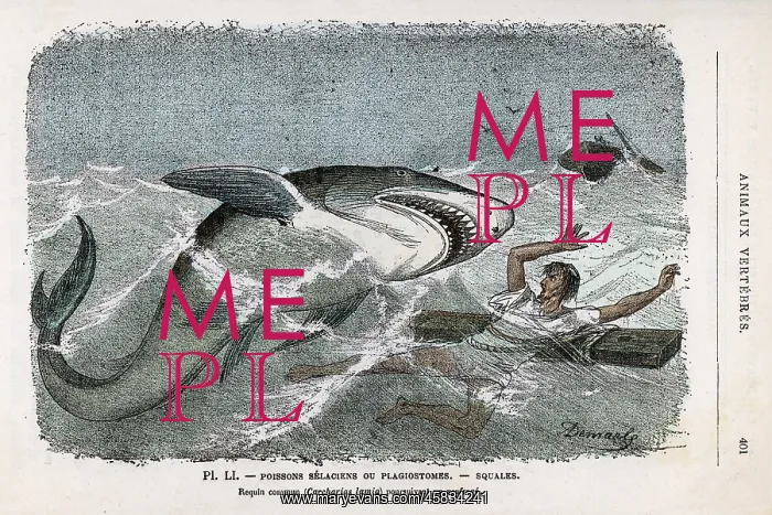 : Shark pursuing a shipwrecked sailor : Shark pursuing a shipwrecked sailor