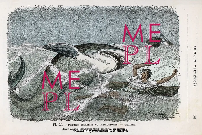 : Shark pursuing a shipwrecked sailor : Shark pursuing a shipwrecked sailor