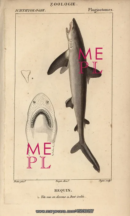: Shark, Selachimorpha : Shark, Selachimorpha