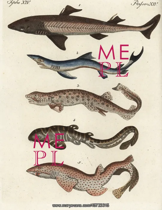 : Shark species : Shark species