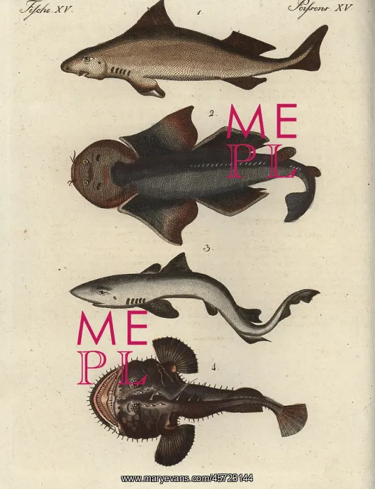 : Shark species and angler fish : Shark species and angler fish