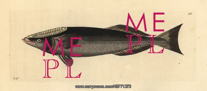 : Shark sucker fish, Remora remora : Shark sucker fish, Remora remora