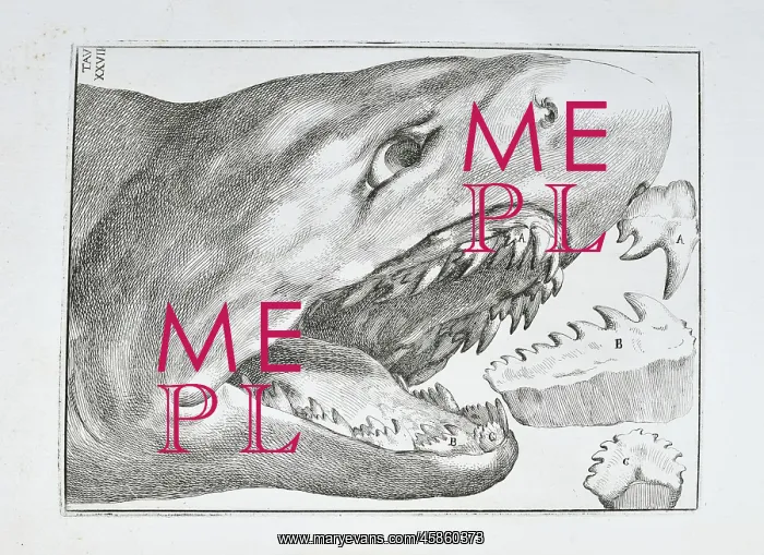 : Shark's head and teeth : Shark's head and teeth