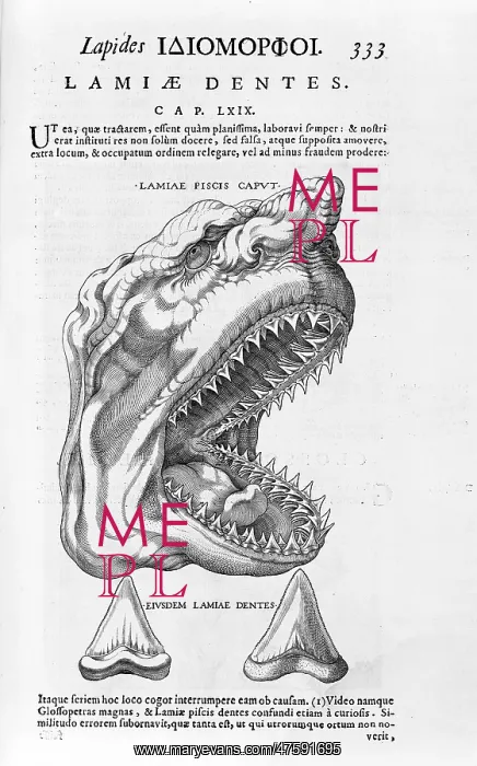 : Shark's head and teeth : Shark's head and teeth