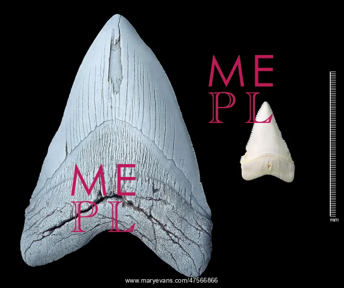 : Shark's teeth : Shark's teeth