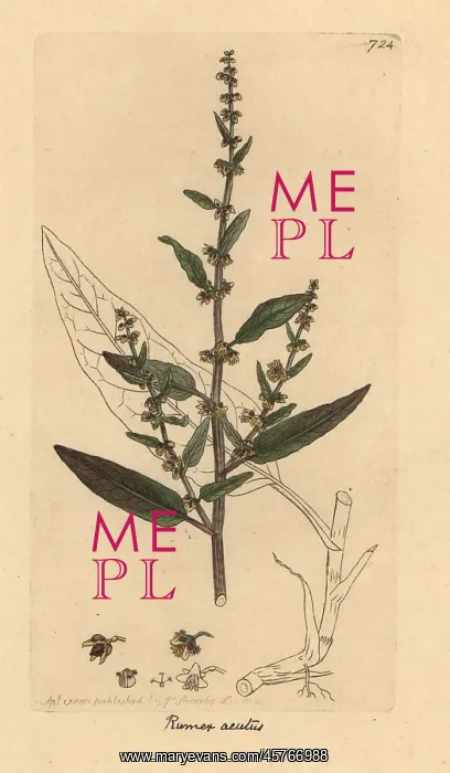 : Sharp dock, Rumex conglomeratus : Sharp dock, Rumex conglomeratus