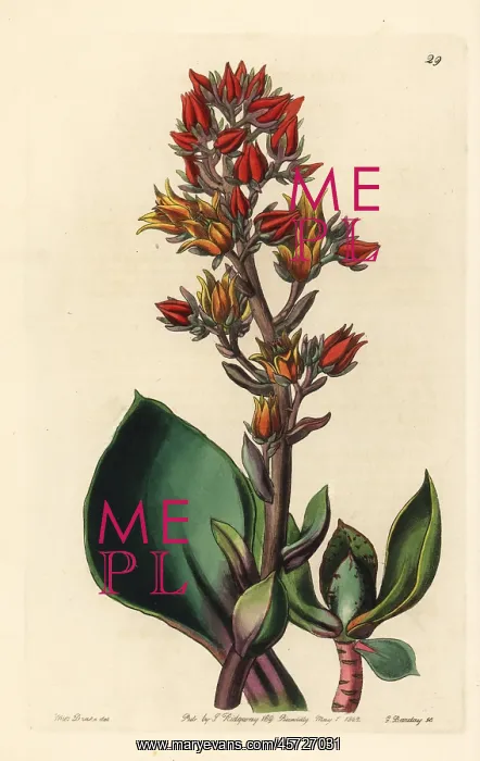 : Sharp-leaved echeveria, Echeveria acutifolia : Sharp-leaved echeveria, Echeveria acutifolia