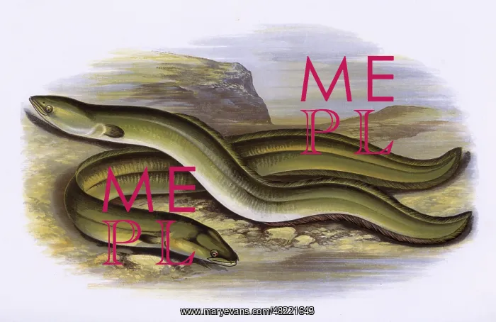 : Sharp-Nosed Eel and Broad-Nosed Eel : Sharp-Nosed Eel and Broad-Nosed Eel