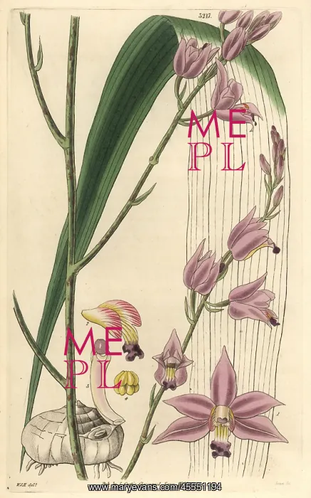 : Sharp-petaled bletia or pine pink orchid, Bletia : Sharp-petaled bletia or pine pink orchid, Bletia