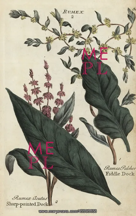 : Sharp pointed dock, Rumex acutus, and fiddle : Sharp pointed dock, Rumex acutus, and fiddle