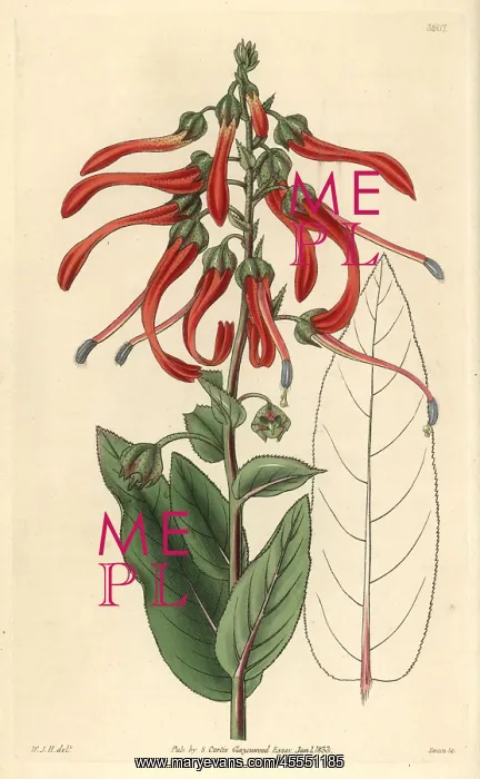 : Sharp-pointed lobelia, Lobelia mucronata or : Sharp-pointed lobelia, Lobelia mucronata or