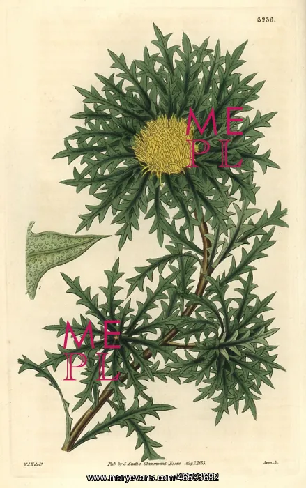 : Sharp-pointed or prickly dryandra, Banksia armata : Sharp-pointed or prickly dryandra, Banksia armata