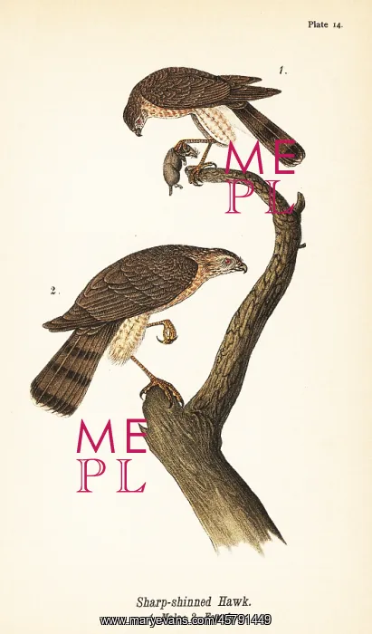 : Sharp-shinned hawk, Accipiter striatus : Sharp-shinned hawk, Accipiter striatus