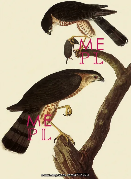 : Sharp-shinned Hawk, Accipiter striatus : Sharp-shinned Hawk, Accipiter striatus
