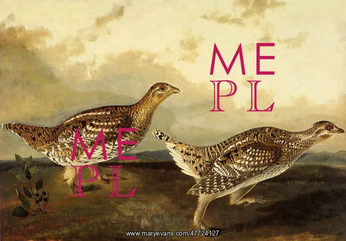 : Sharp-Tailed Grouse, Pediocetes phasianellus : Sharp-Tailed Grouse, Pediocetes phasianellus