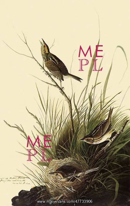  : Sharp-tailed Sparrows
