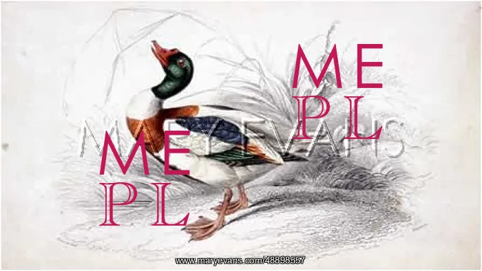  : SHARPE / DUCK / SHELDRAKE
