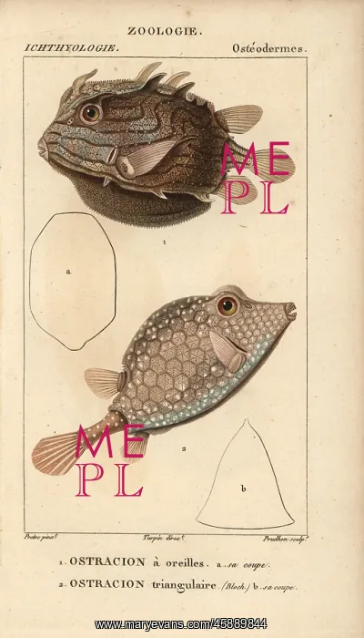 : Shaw's cowfish, Arcana aurita, and triangular : Shaw's cowfish, Arcana aurita, and triangular