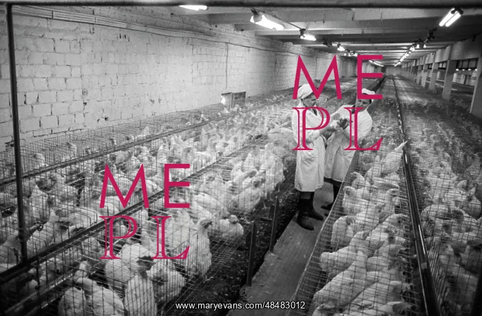 : Shchyolkovo poultry farm : Shchyolkovo poultry farm