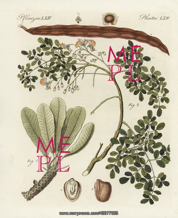 : Shea butter tree, Vitellaria paradoxa, and : Shea butter tree, Vitellaria paradoxa, and