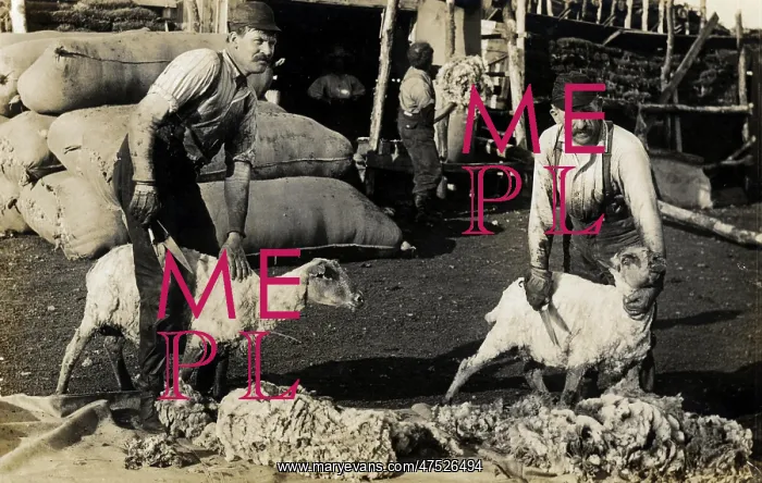  : Shearing sheep