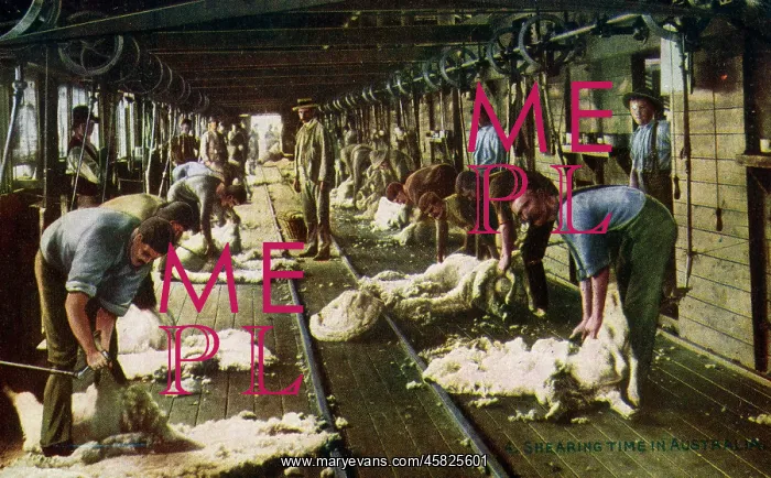 : Shearing Sheep in Australia : Shearing Sheep in Australia