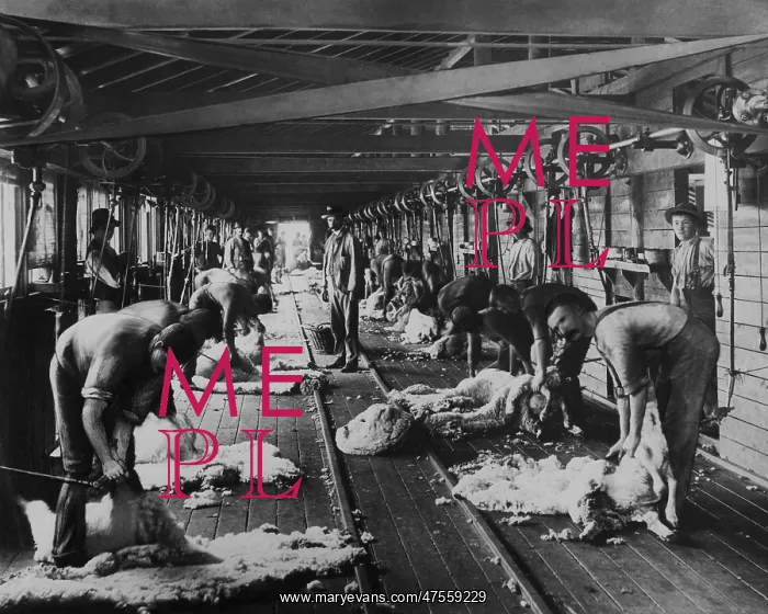 : Shearing sheep, Burrawang, Australia : Shearing sheep, Burrawang, Australia