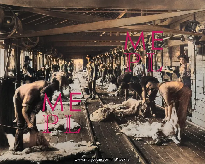 : Shearing sheep, Burrawang, Australia : Shearing sheep, Burrawang, Australia