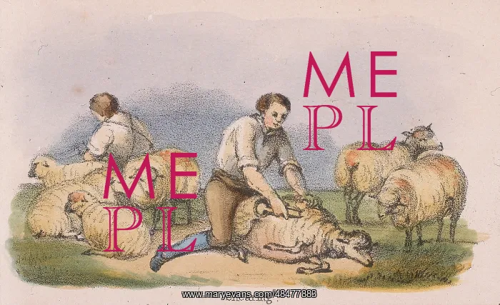 : Shearing sheep. From Graphic Illustrations of : Shearing sheep. From Graphic Illustrations of
