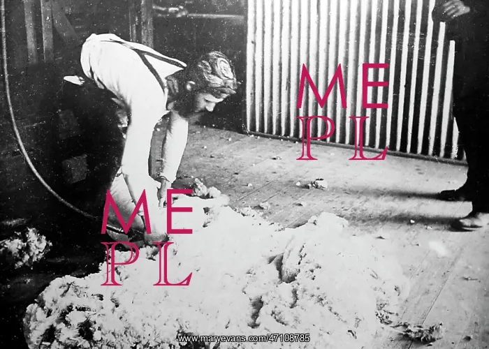  : Shearing a sheep, Sheep Station, Australia, Victorian period
